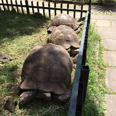 Tortoises at Addis Ababa Museum, Ethiopia